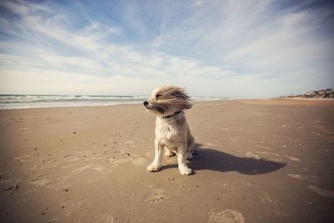 Dog breed, Dog, Carnivore, Beach, Sand, Horizon, Sunlight, Ocean, Companion dog, Toy dog, 