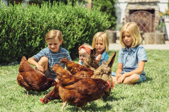 Face, Human, Grass, People, Phasianidae, Bird, Galliformes, Vertebrate, Chicken, Child,