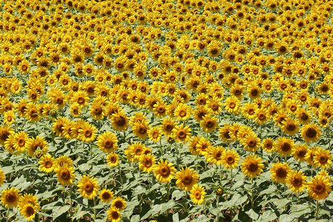 Sunflower, Yellow, Flower, Agriculture, Petal, Field, Plantation, Crop, Cash crop, Wildflower, 