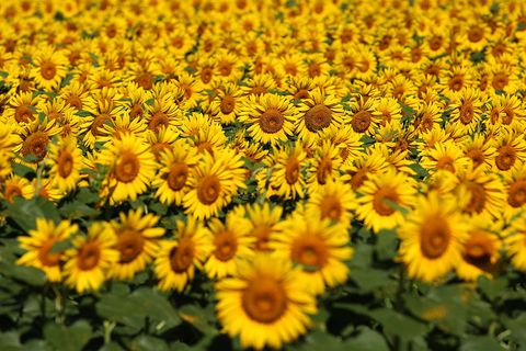 Petal, Yellow, Plant, Flower, Sunflower, Botany, Plantation, Wildflower, Flowering plant, Groundcover, 