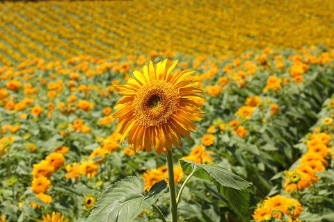 Petal, Plant, Yellow, Flower, Plantation, Field, Agriculture, Botany, Wildflower, Sunflower, 