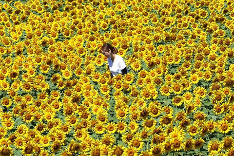 Yellow, Petal, Flower, Agriculture, Field, People in nature, Plantation, Botany, Groundcover, Crop, 