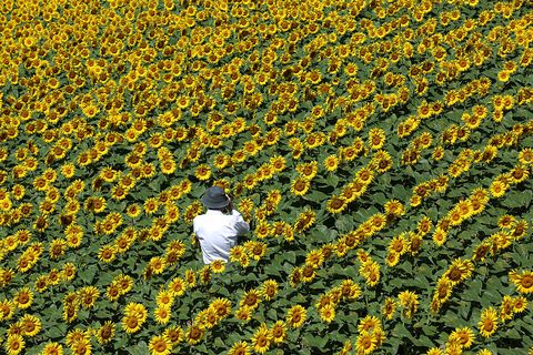 Agriculture, Yellow, Flower, Field, Petal, Plantation, People in nature, Farm, Groundcover, Botany, 