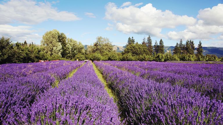 Lavender Farms In America - Lavender Farm Photos