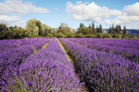 Lavender Farms In America - Lavender Farm Photos