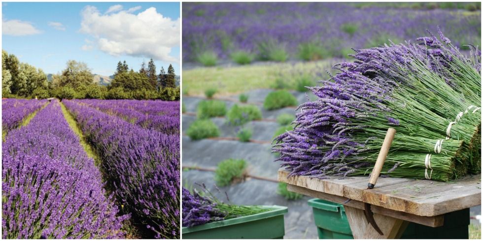 beautiful lavender