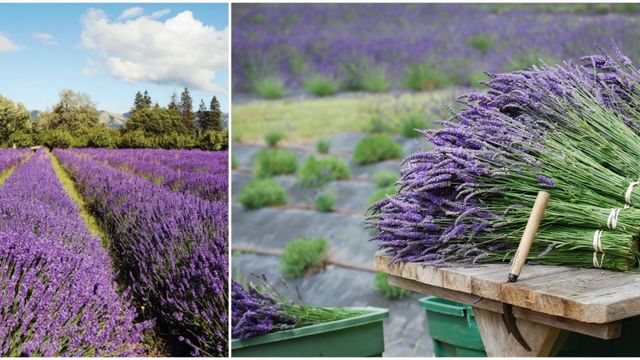 Lavender, Purple, Violet, Lavender, Botany, Shrub, Flowering plant, Grass family, Field, Groundcover, 