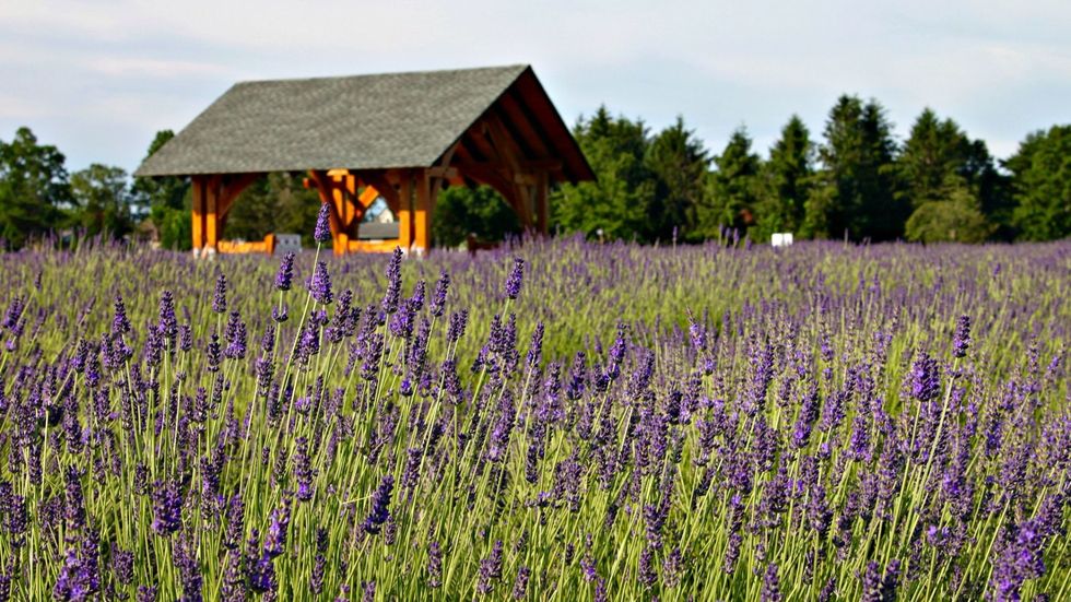 covered pavilion against a blue sky in a vast field of blooming lavender at the farm lavender by the bay