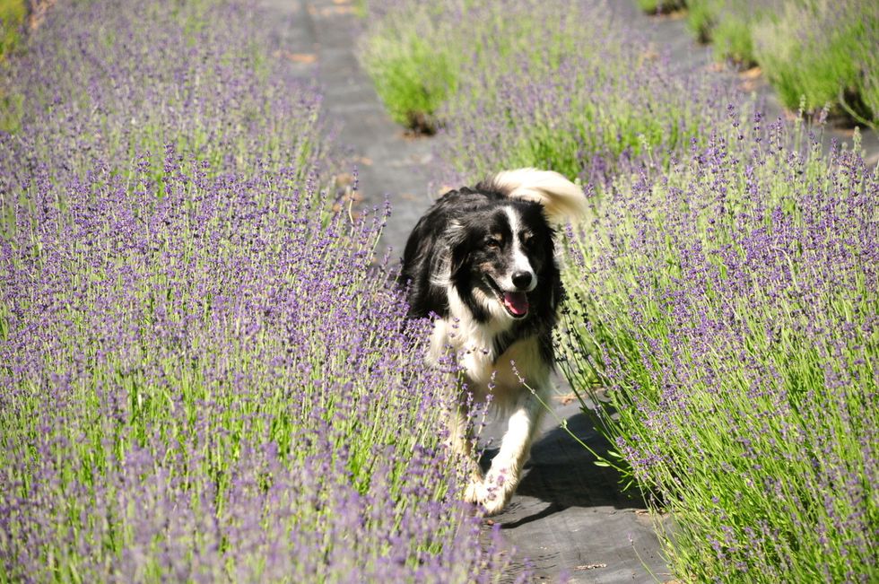 black and white border collie running through lavender field at peace valley lavender farms