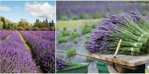Lavender, Purple, Violet, Lavender, Botany, Shrub, Flowering plant, Grass family, Field, Groundcover, 