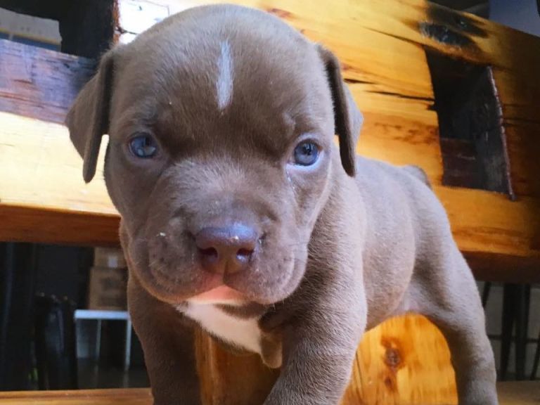 Baby pitbulls for sale clearance craigslist