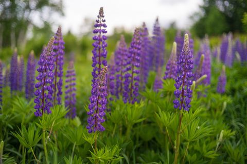 Plant, Lavender, Flower, Purple, Flowering plant, Violet, Lavender, Majorelle blue, Annual plant, Wildflower, 