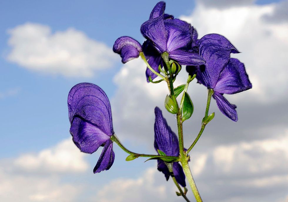 Blue, Petal, Violet, Purple, Flower, Cloud, Lavender, Colorfulness, Flowering plant, Botany, 