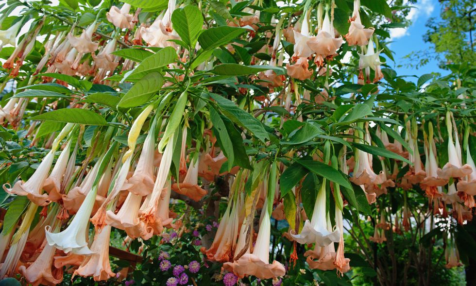 Flower, Pink, Flowering plant, Peach, Woody plant, Botany, angel's trumpets, Angel’s Tear, Datura, Honeysuckle family, 
