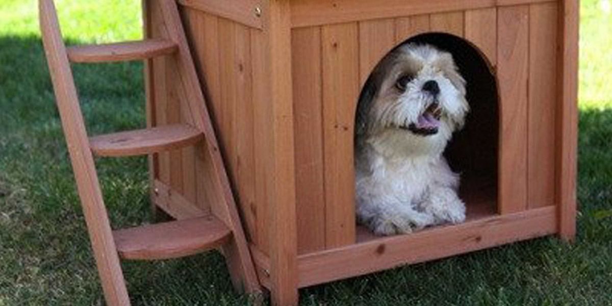 This Doggy Dream House Comes With Its Own Rooftop Patio