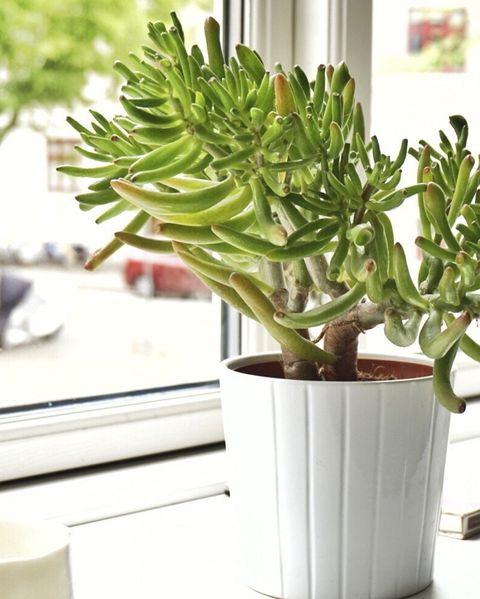 plants that improve air quality in your home