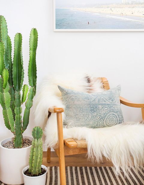 plants that improve air quality in your home