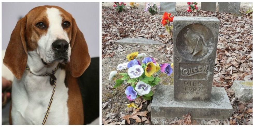 The World's Only Coon Dog Cemetery - Alabama Graveyard Dedicated to ...