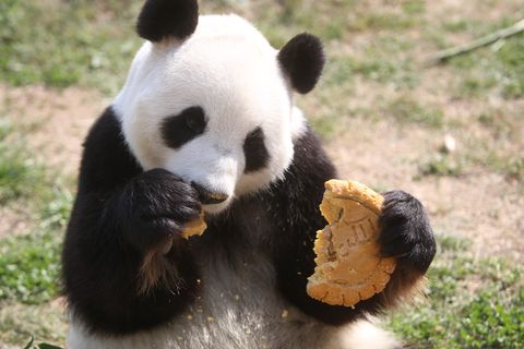 panda eating mooncake