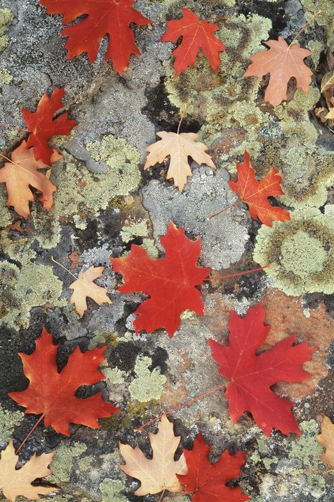 different types of fall leaves