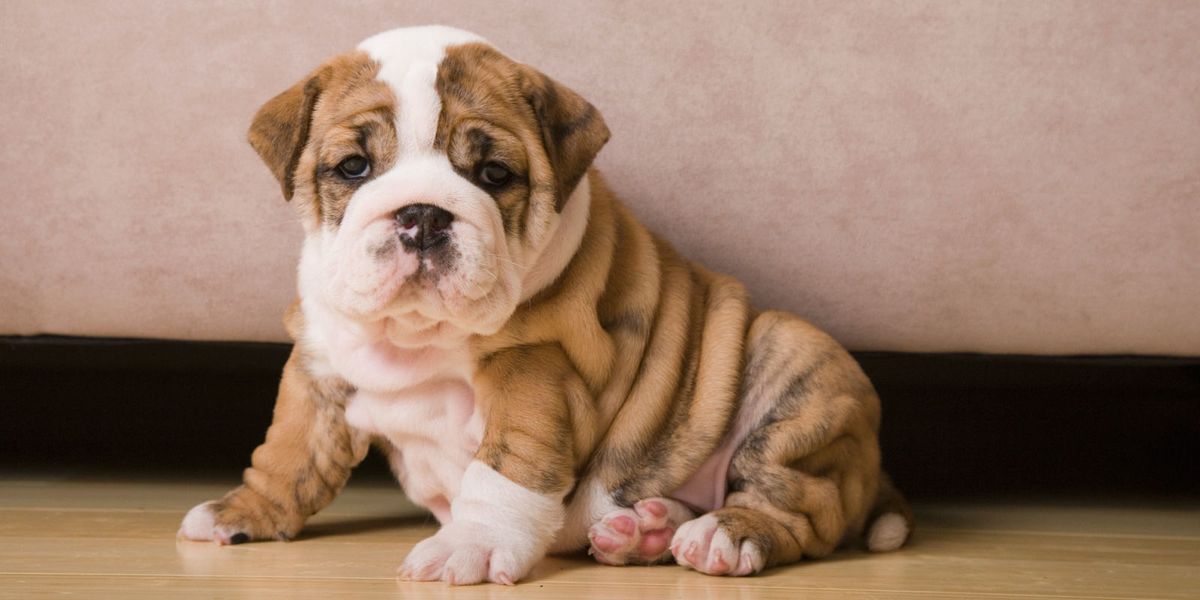 12-flat-faced-dogs-that-are-adorable-brachycephalic-dogs