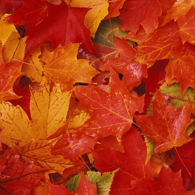 Yellow, Leaf, Red, Orange, Deciduous, Woody plant, Colorfulness, Maple leaf, Annual plant, Still life photography, 
