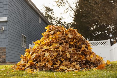 Yellow, Property, Leaf, Deciduous, Amber, Woody plant, Autumn, House, Home, Siding, 