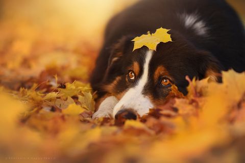 Dog breed, Dog, Carnivore, Vertebrate, Bernese mountain dog, Sharing, Companion dog, Sporting Group, Canidae, Autumn, 