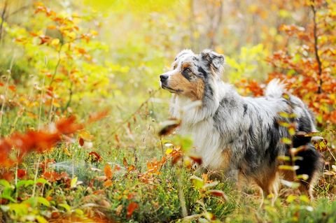 Dog, Carnivore, Dog breed, Wildflower, Terrestrial animal, Companion dog, Deciduous, Autumn, Wildlife, Canidae, 
