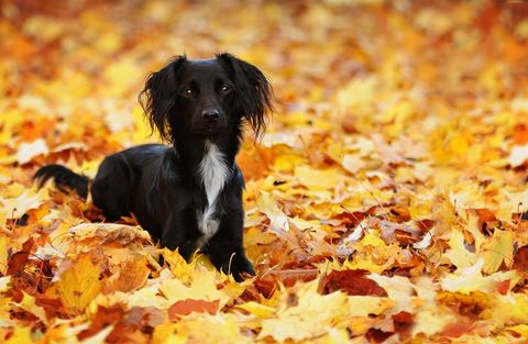 Dog breed, Yellow, Dog, Deciduous, Leaf, Carnivore, Mammal, Autumn, Sporting Group, Working animal, 