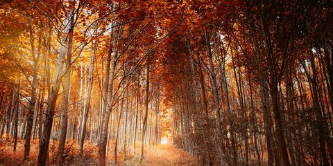 Nature, Deciduous, Branch, Natural environment, Natural landscape, Wood, Leaf, Orange, Tree, Autumn, 