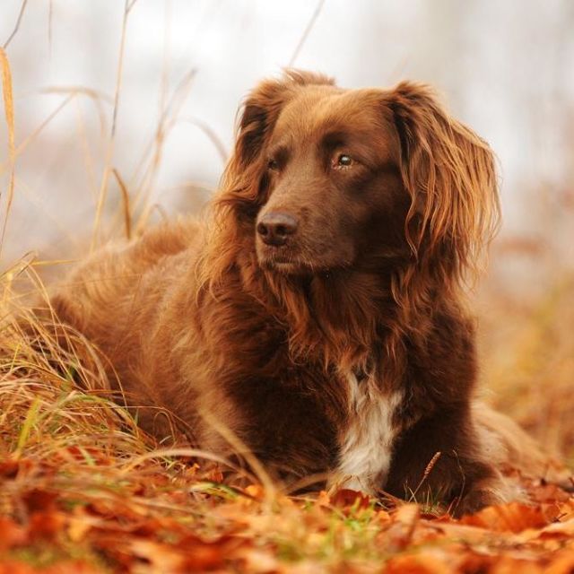 Dog breed, Brown, Dog, Carnivore, Sporting Group, Deciduous, Liver, Grass family, Fawn, Companion dog, 