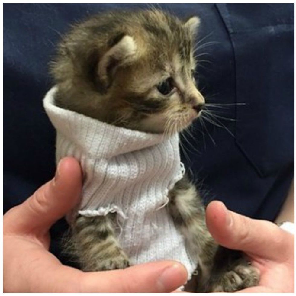 Kittens in outlet sweaters