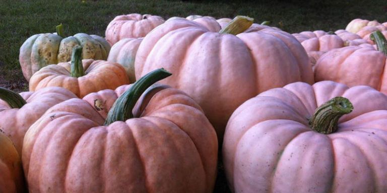 Pink Pumpkins are Real and They're Beautiful