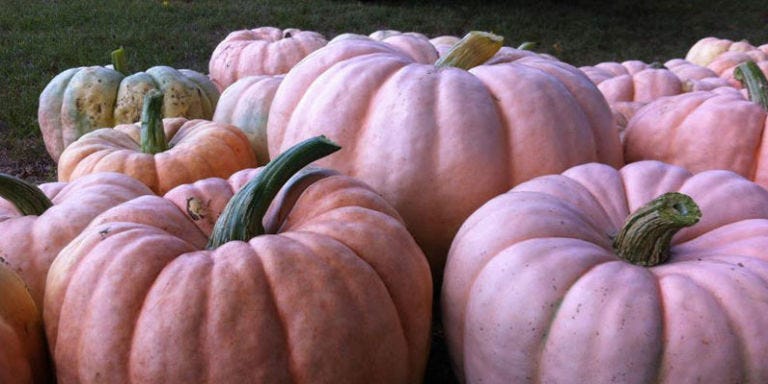 Pink Pumpkins Are Real And They Re Beautiful