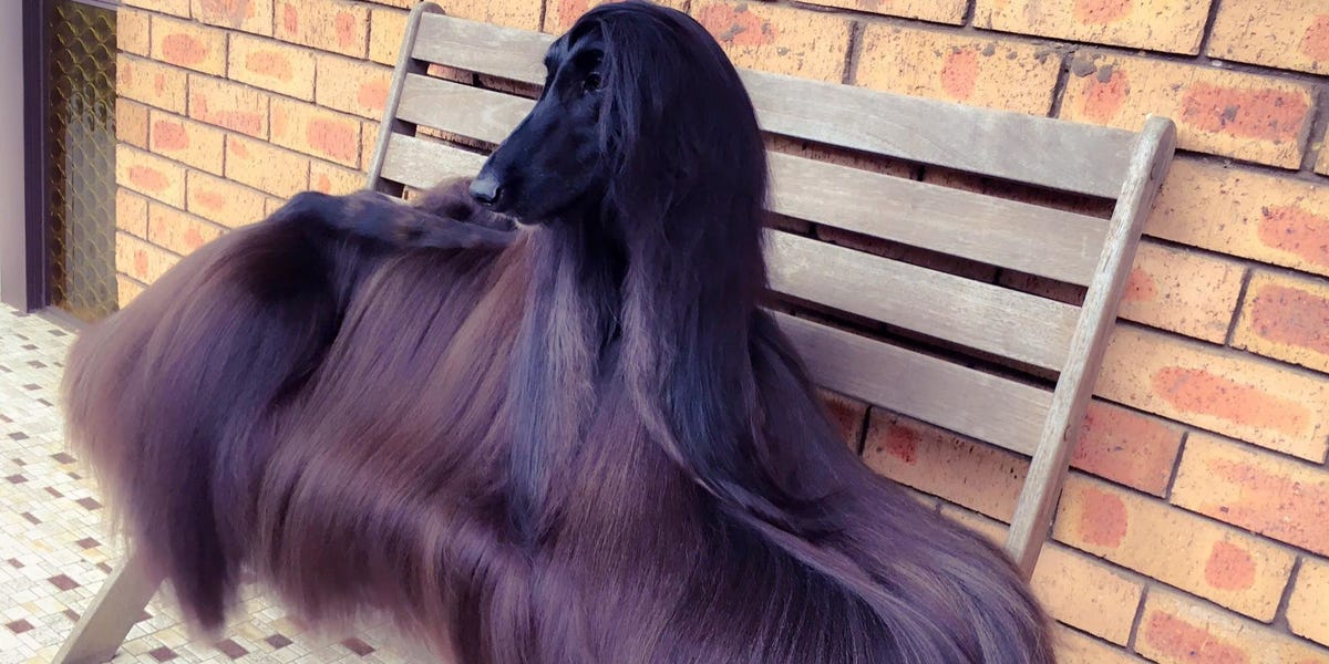 This Might Be The Most Beautiful Dog We've Ever Seen