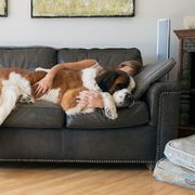 Woman cuddling St. Bernard dog on couch