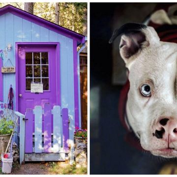 Flowerpot, Photograph, Purple, Dog, House, Snout, Carnivore, Violet, Door, Lavender, 