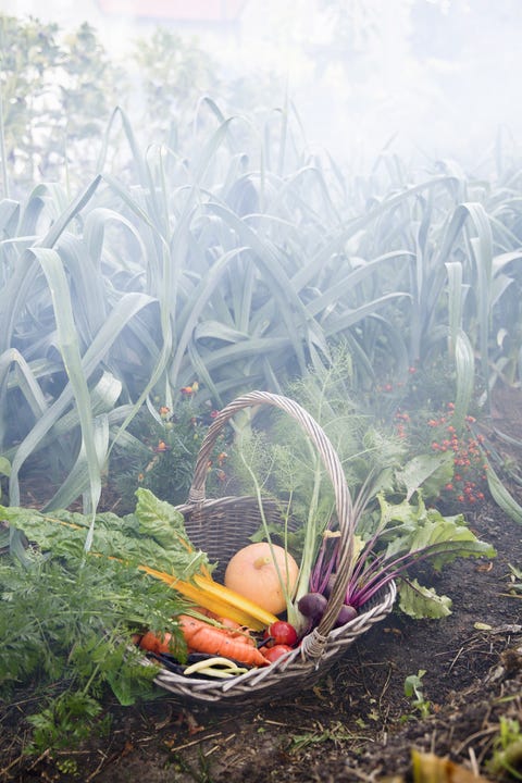 How To Winterize A Garden Preparing For Spring How To Winterize A Garden Preparing