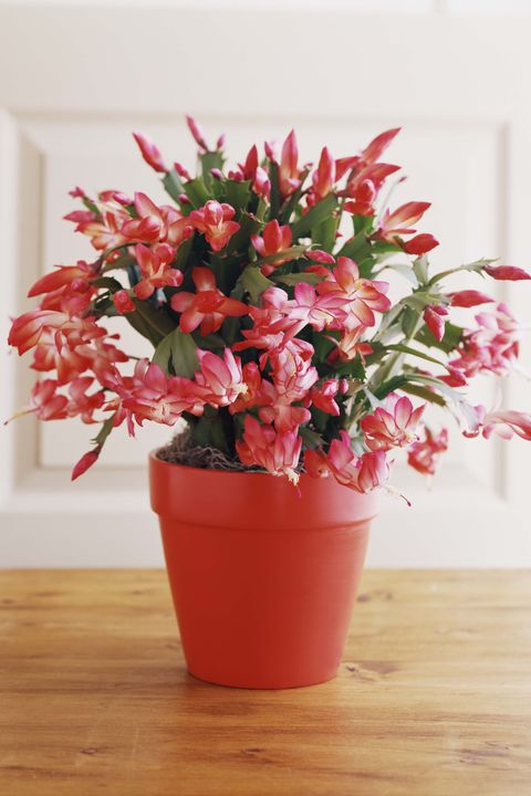 10 Best Christmas Plants   How to Care for Christmas Flowers