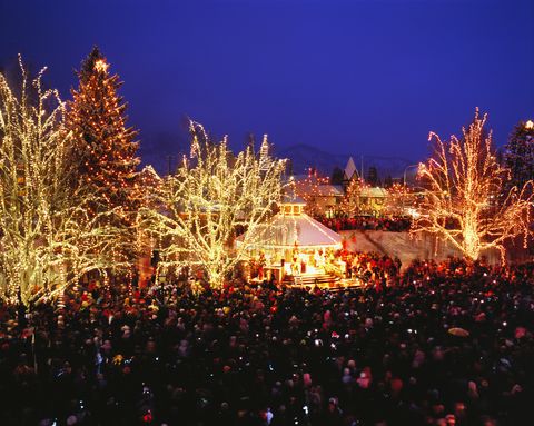 Branch, Christmas decoration, Woody plant, Light, Holiday, Midnight, Twig, Crowd, Christmas lights, World, 