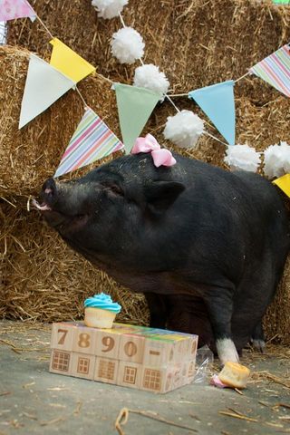 Pregnant Pig Had Her Own Maternity Shoot and She Loved It