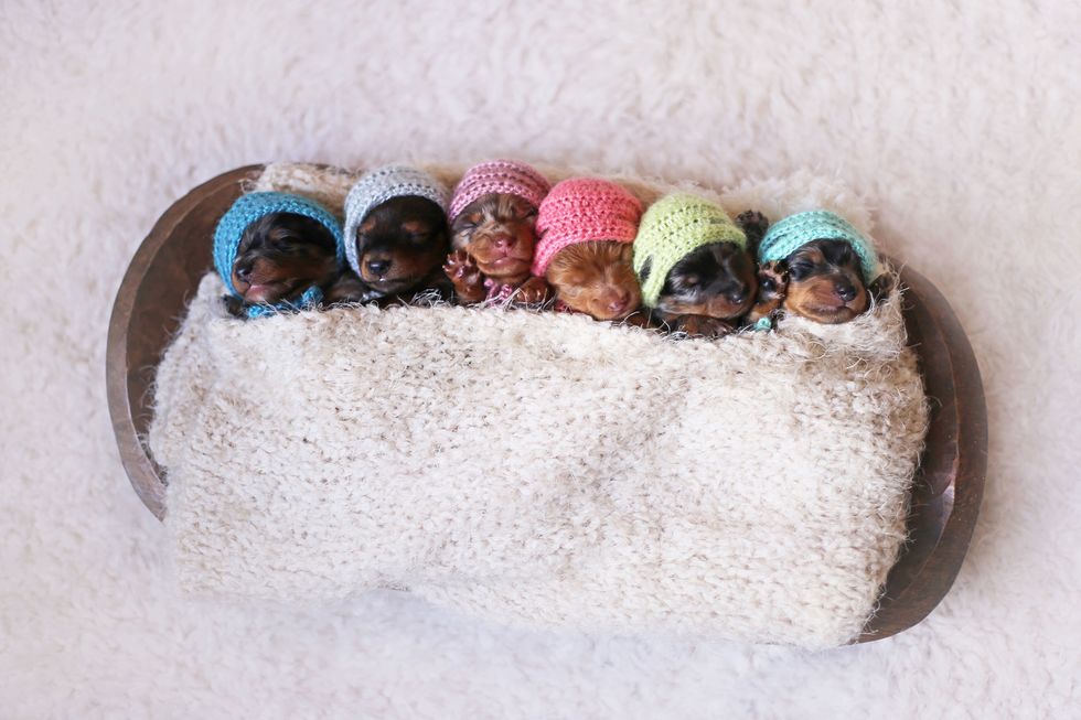 This Adorable Photo Shoot of Newborn Puppies Will Make Your Heart Melt