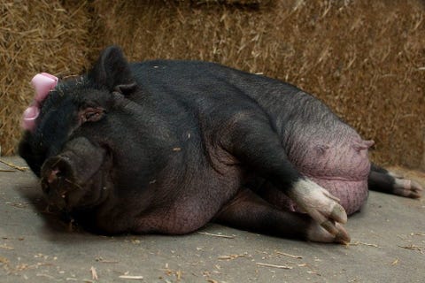 Pregnant Pig Had Her Own Maternity Shoot and She Loved It