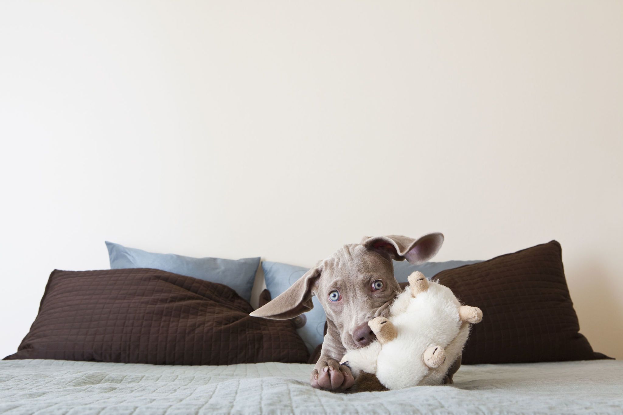 airbnb animal experiences airbnb animal experiences
