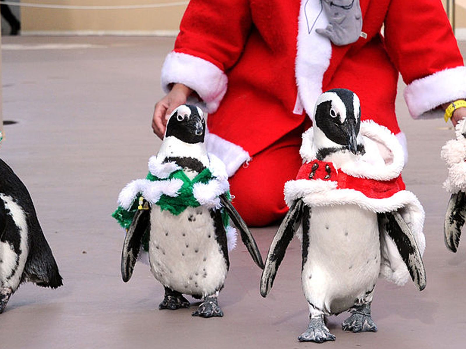 Santa Penguin Walk