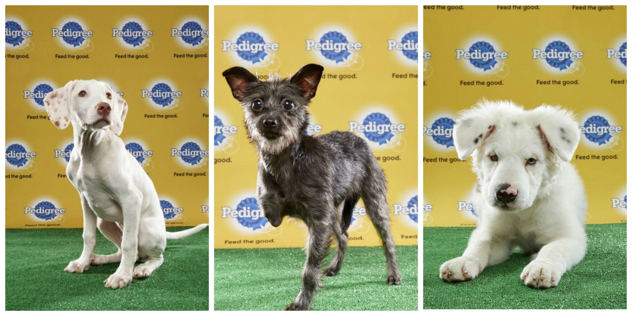 special needs dogs puppy bowl