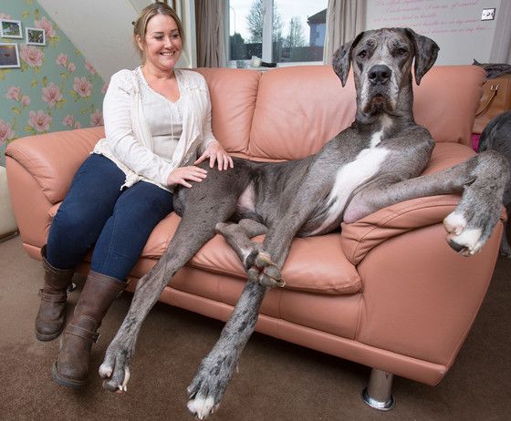 Worlds biggest dog