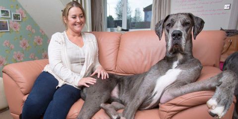 Great Dane Guinness World Records - Tallest Great Dane in the World