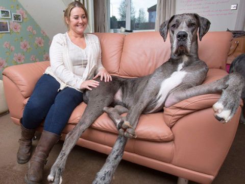 Great dane best sale big dogs